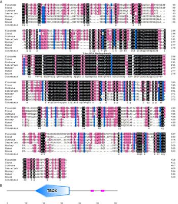 Identification and Characterization of a Master Transcription Factor of Th1 Cells, T-bet, Within Flounder (Paralichthys olivaceus)